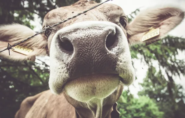 Nature, cow, cattle