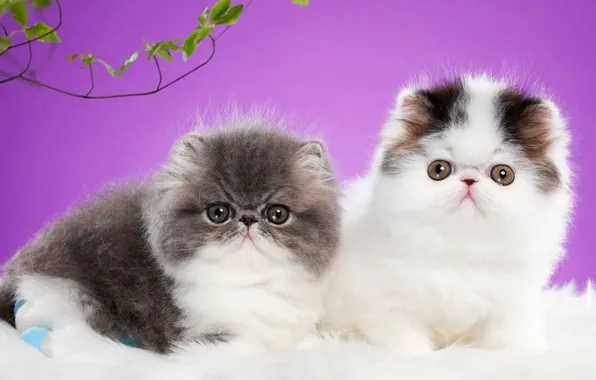 Look, cats, pose, background, lilac, kittens, fur, a couple
