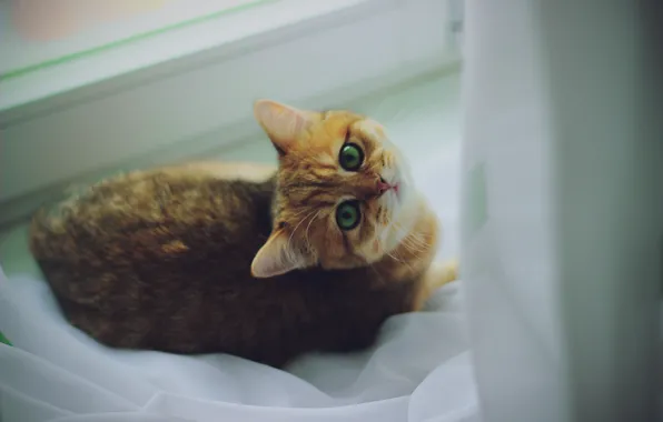 Picture cat, mood, animal, red
