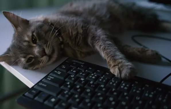Picture cat, lies, keyboard