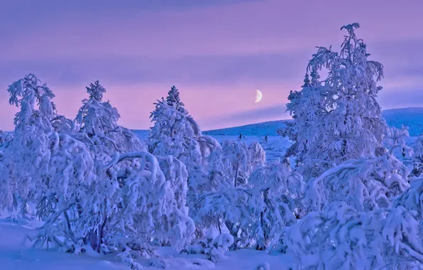 Winter, snow, trees, Finland, Finland, Lapland, Lapland, polar night