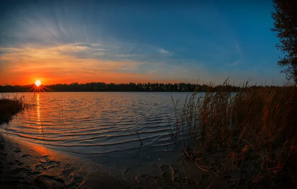 Forest, the sun, lake, sunrise, morning, reed