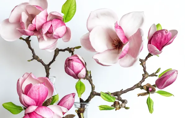 Picture spring, petals, Magnolia
