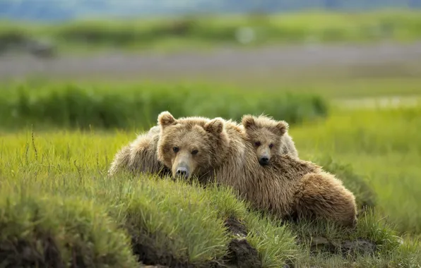 Picture summer, nature, bear