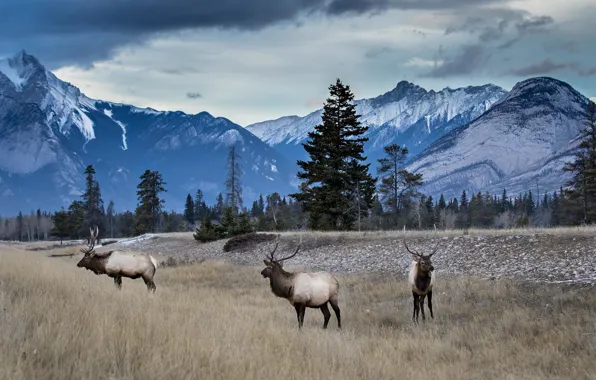 Picture forest, mountains, deer