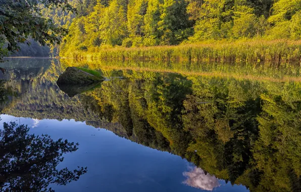 Water, trees, branches, nature, lake, reflection, shore, foliage