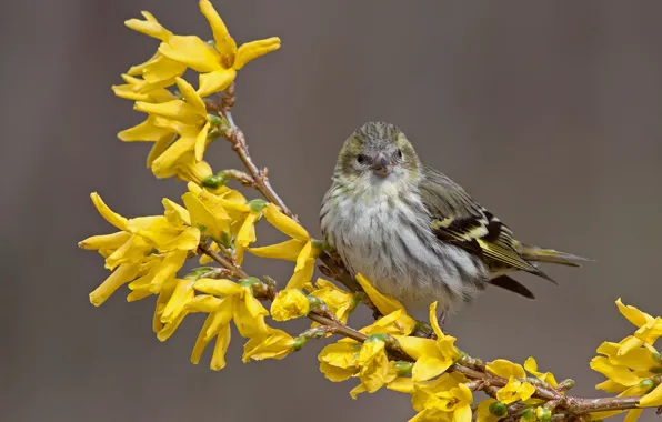 Flowers, branches, bird