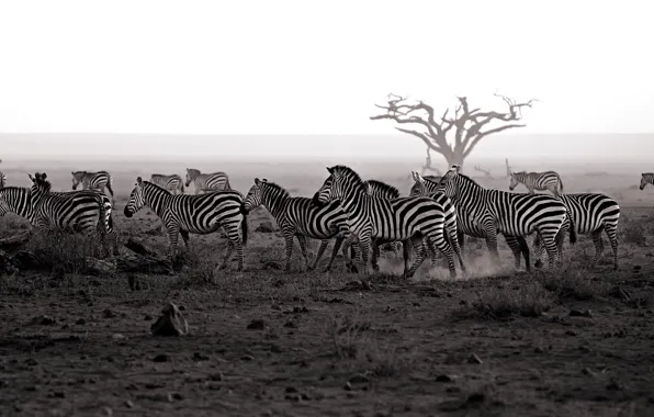 Nature, background, Zebra
