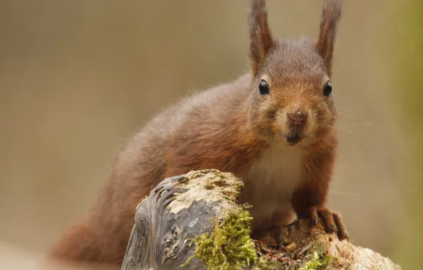 Picture tree, moss, protein, rodent