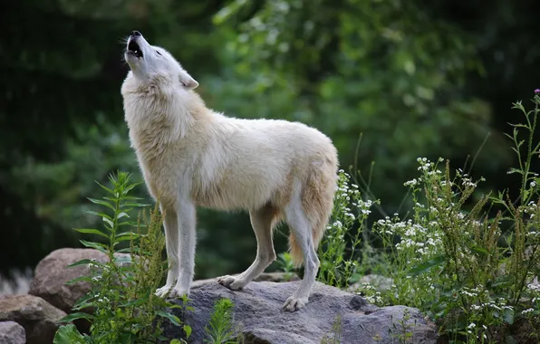 Picture predator, fur, howl, white wolf