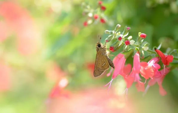 Picture flowers, background, butterfly, pink