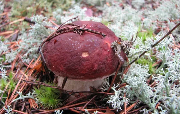 Picture mushroom, moss, hat, Borovik
