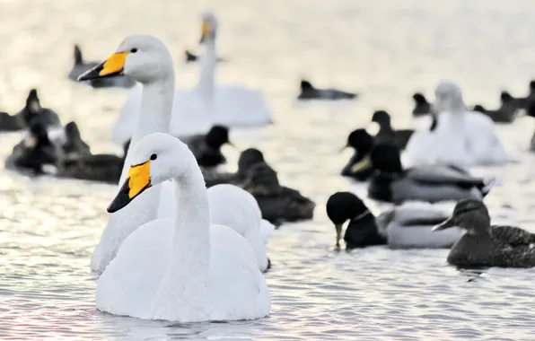 Water, birds, duck, swans