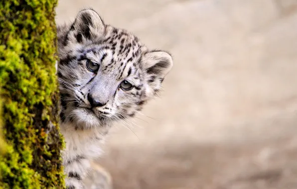 Picture look, tree, animal, small, snow leopard