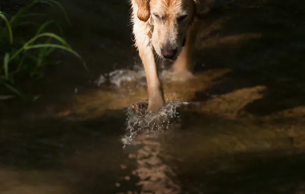 Picture water, background, dog