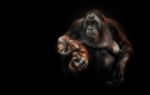 Chest, baby, monkey, pair, monkey, nipple, black background, cub