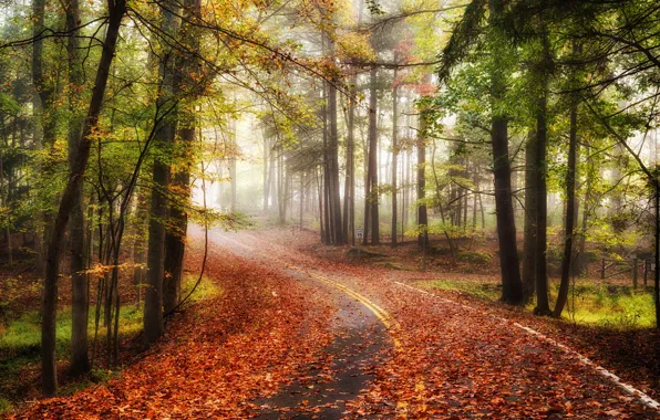 Road, autumn, forest, landscape, nature
