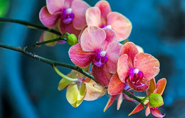 Picture macro, background, branch, Orchid, Phalaenopsis