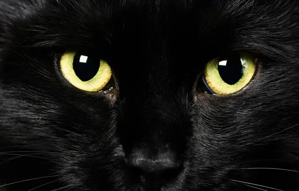 Eyes, look, background, black cat