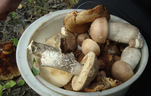 Picture forest, mushrooms, bucket