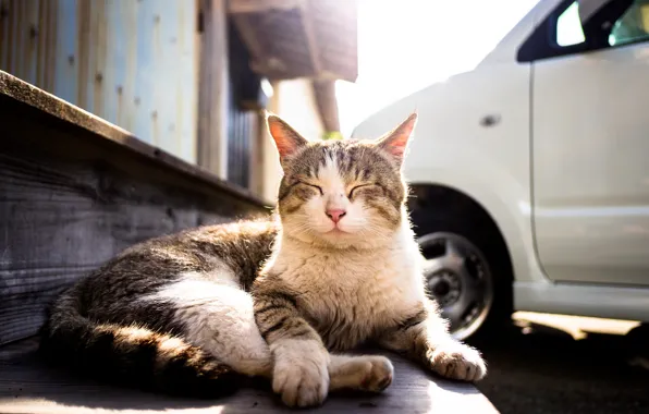 Stay, Kote, cat