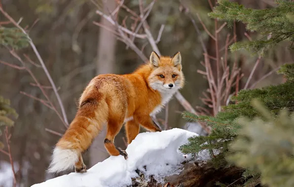 Forest, snow, branches, Fox, red