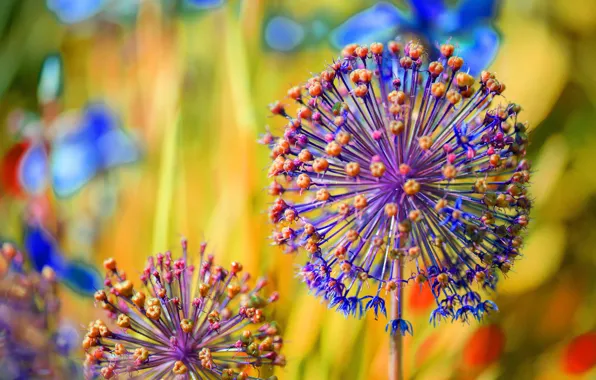 Macro, Bow, bokeh