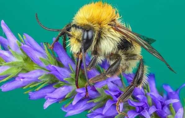 Macro, flowers, yellow, green, bee, background, wool, insect