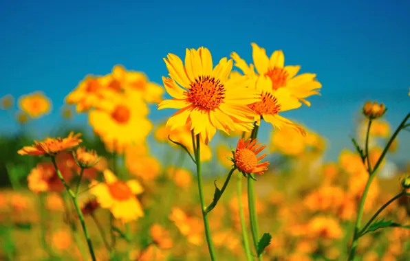Picture field, the sky, flowers, petals, meadow