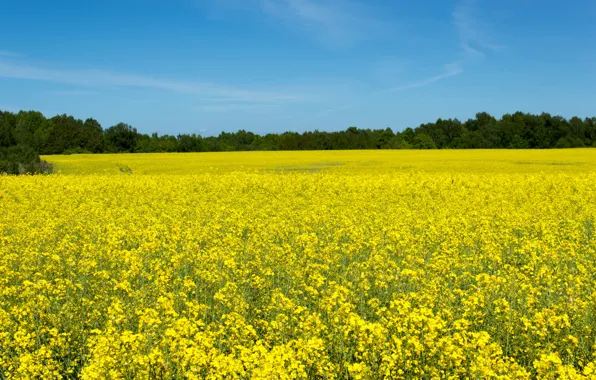 Field, the sky, the sun, trees, yellow, rape