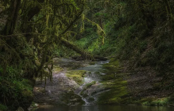 Picture forest, nature, river, Russia, Sochi, already