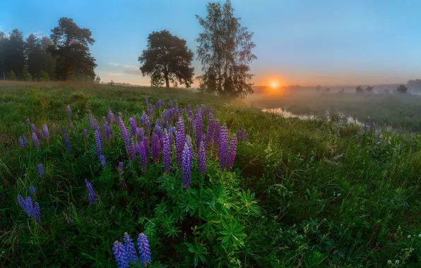 Picture the sun, flowers, fog, dawn, meadow