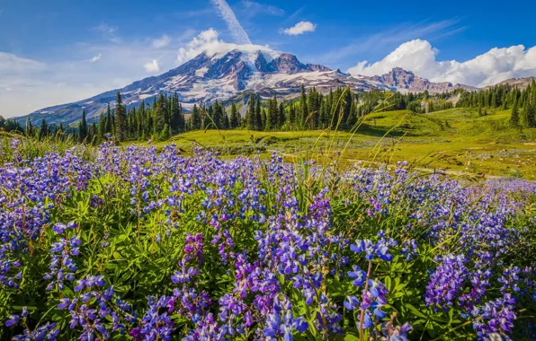 Field, flowers, mountains, lupins