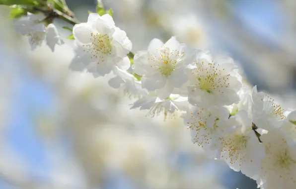 Light, flowers, cherry, branch, spring, Sakura, gentle, white