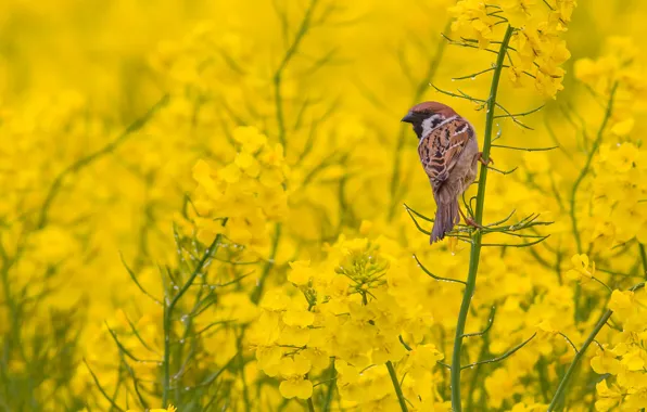 Flowers, bird, stems, yellow, Sparrow, rape