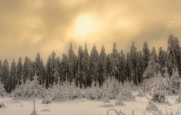 Winter, forest, snow, nature, morning