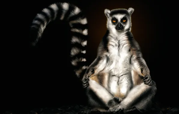 Look, tail, lemur