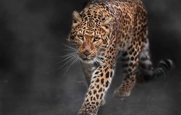 Leopard, predator, big cat
