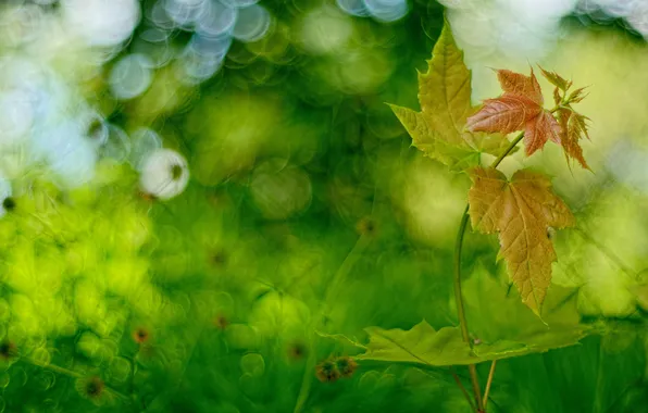 Picture greens, leaves, background, blur
