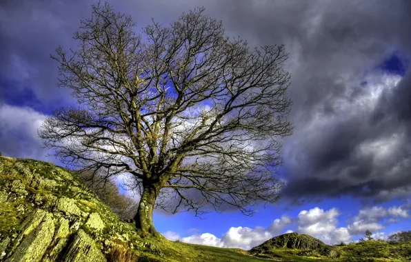 Trees, clouds, stones