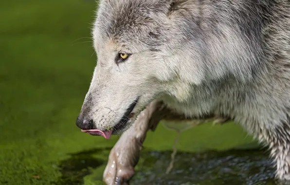 Language, face, wolf, ©Tambako The Jaguar