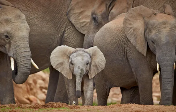 Picture elephant, Africa, South Africa, the herd, elephant, Addo Elephant National Park