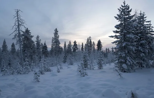 Winter, forest, snow, trees, Finland, Lapland