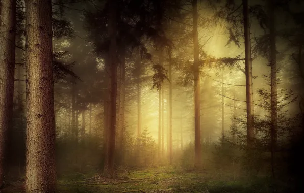Picture forest, rays, light, branches, fog, ate, needles, pine