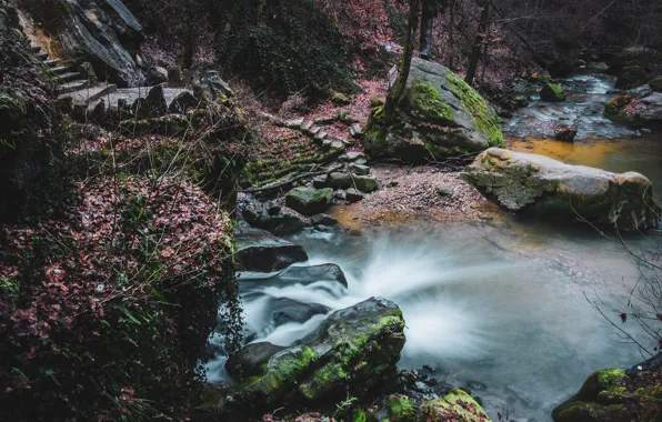 Leaves, trees, stream, stones, waterfall, moss, ladder, stage