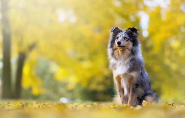 Picture autumn, look, face, pose, Park, foliage, dog, puppy