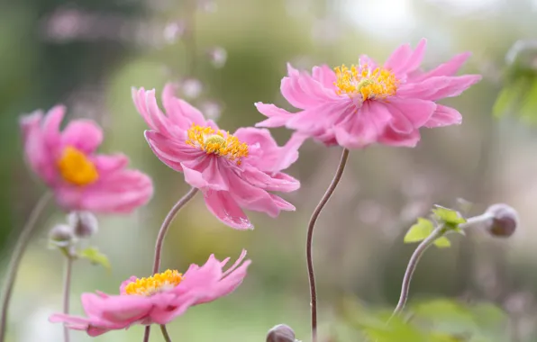 Paint, petals, stem, Japanese anemone, autumn anemone