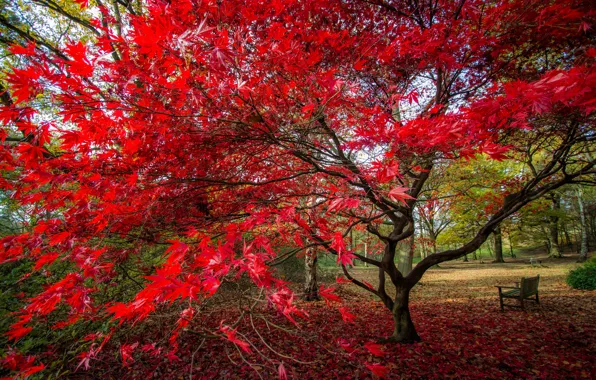 Autumn, leaves, Park, tree, bench, the crimson