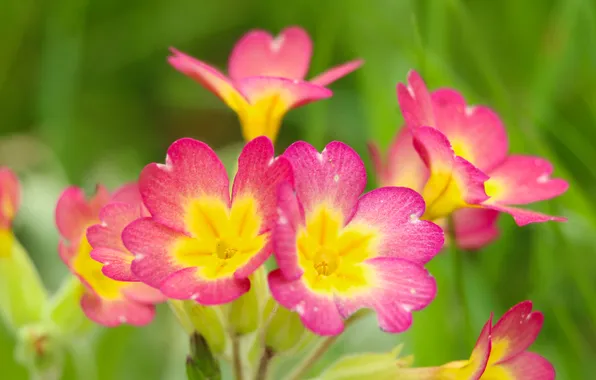 Flowers, color, primroses