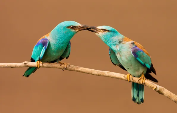 Birds, eyes, beak, insect, branch, cushion